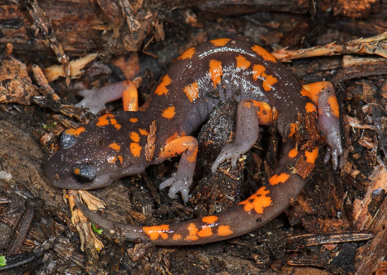 Salamandra ensatina (Ensatina eschscholtzii) alungă prădătorii prin secreția cozii