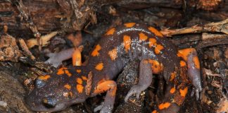 Salamandra ensatina (Ensatina eschscholtzii) alungă prădătorii prin secreția cozii