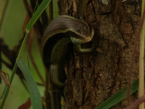 Scincida cu coada lunga (Mabuya longicaudata) catarata pe trunchiul unui copac, Foto: catdropfoundation.org