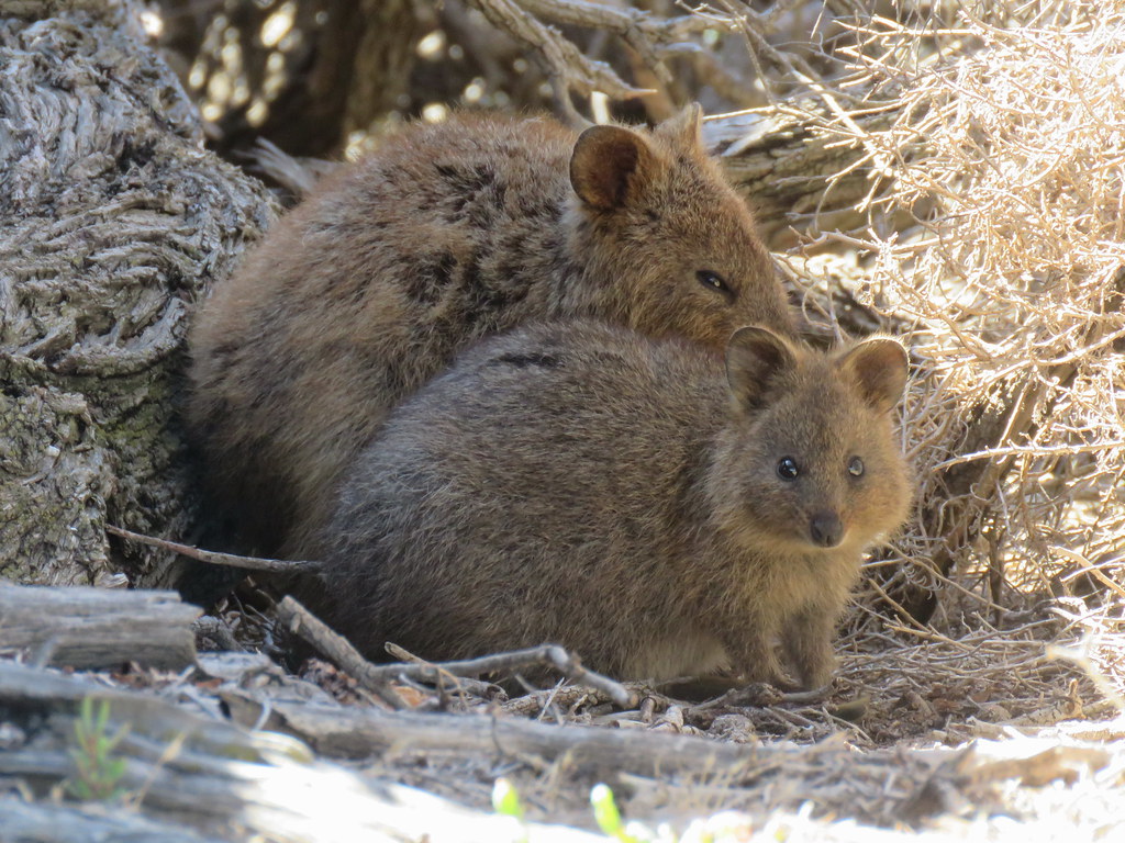 Setonix brachyurus