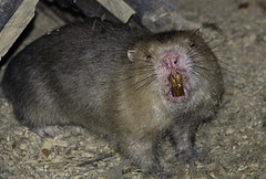 Sobolanul de bambus (Rhizomys sinensis) in conditii de captivitate, Foto: zoochat.com