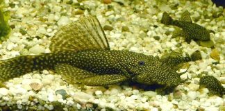 Somnul cu barbă stufoasă (Ancistrus dolichopterus), un pește prolific și capricios din familia Loricariidae