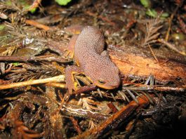 Specii de amfibieni cu coadă - Tritonul californian (Taricha torosa)