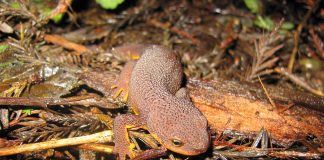 Specii de amfibieni cu coadă - Tritonul californian (Taricha torosa)