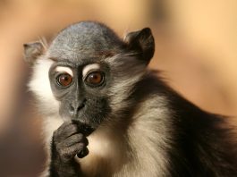 Specii de primate din Africa – Mangabey cu guler alb (Cercocebus torquatus)