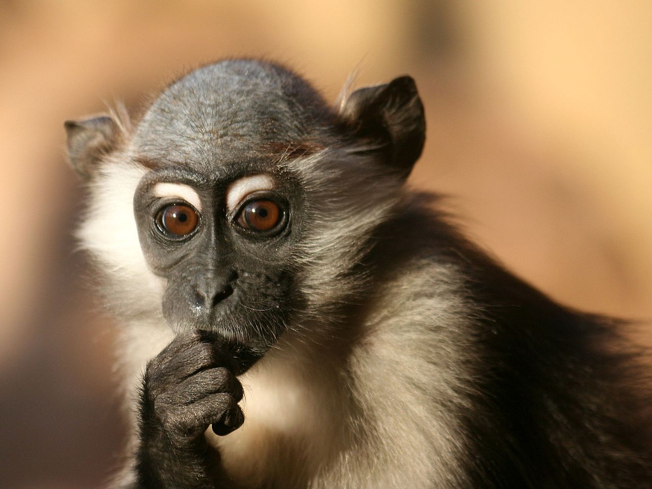 Specii de primate din Africa – Mangabey cu guler alb (Cercocebus torquatus)