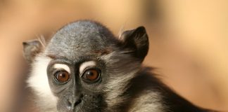 Specii de primate din Africa – Mangabey cu guler alb (Cercocebus torquatus)