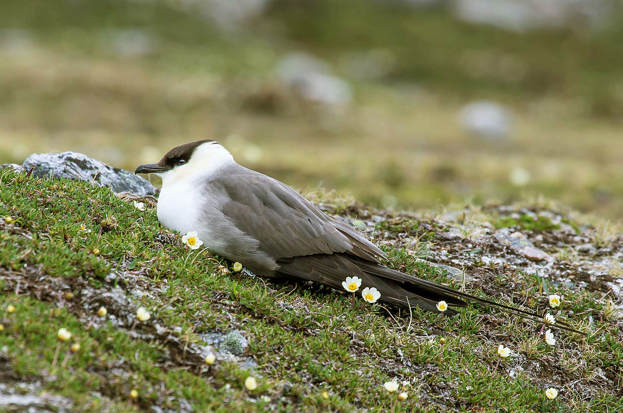 Stercorarius longicaudus