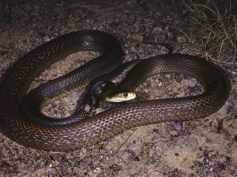 Taipanul (Oxyuranus scutellatus), cel mai mare șarpe veninos din Australia