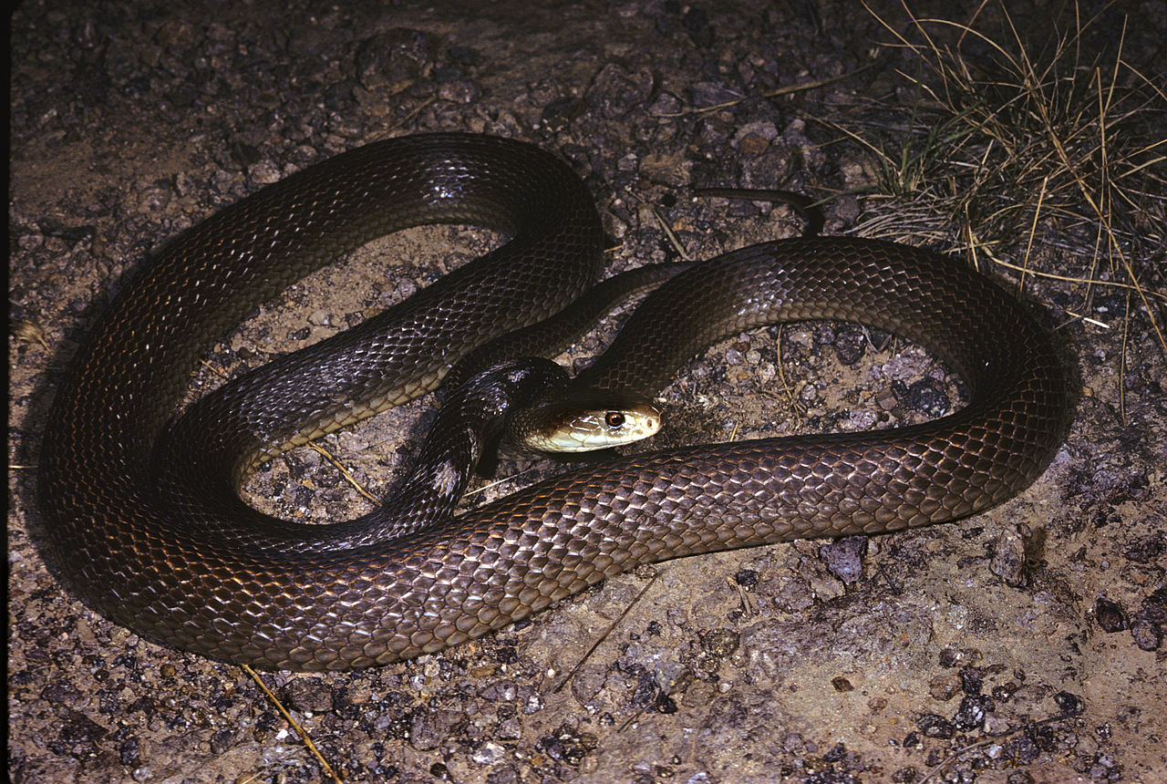 Taipanul (Oxyuranus scutellatus), cel mai mare șarpe veninos din Australia