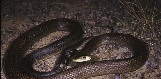 Taipanul (Oxyuranus scutellatus), cel mai mare șarpe veninos din Australia