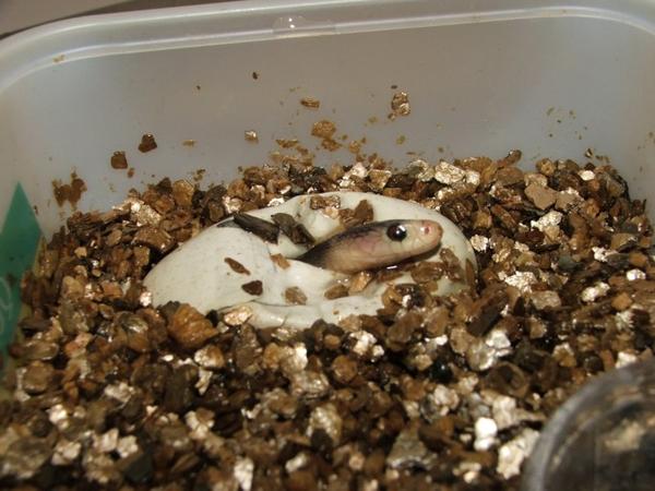 Taipanul (Oxyuranus scutellatus), eclozarea din ou, Foto: myspace.com