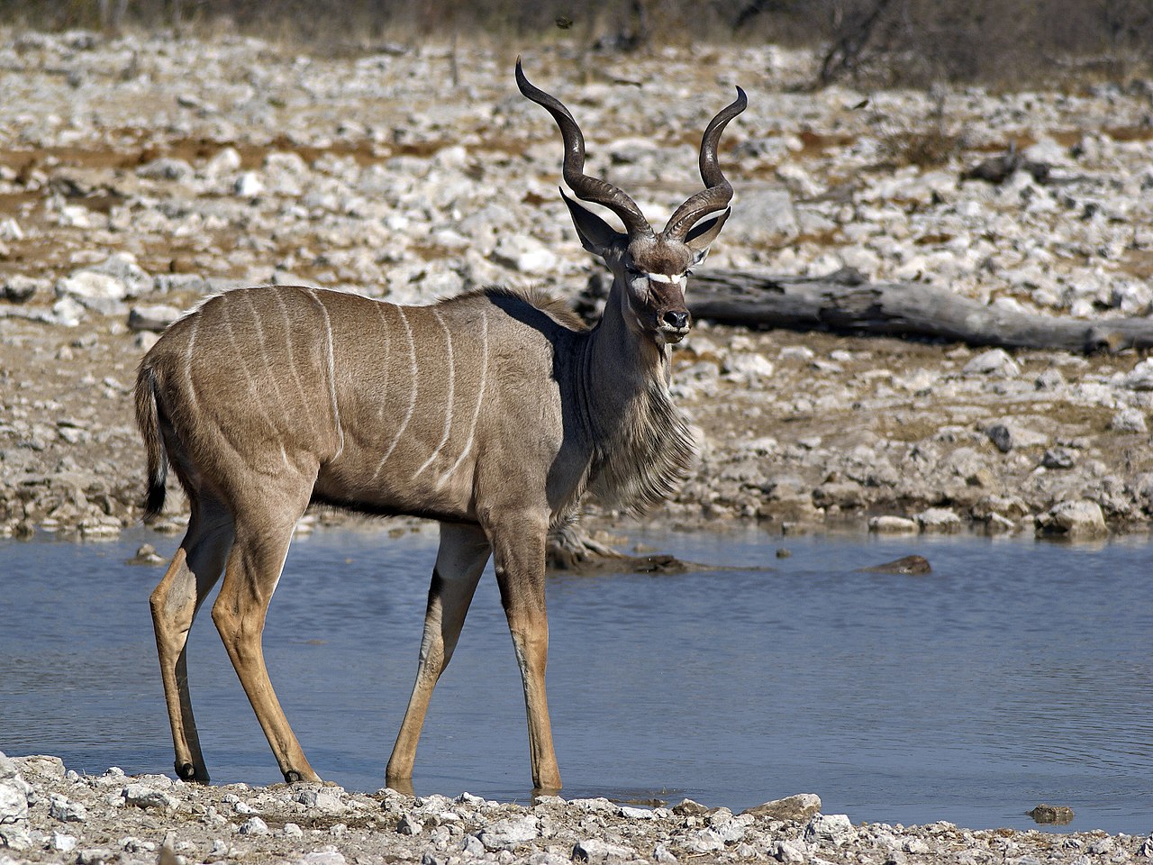 Tragelaphus strepsiceros