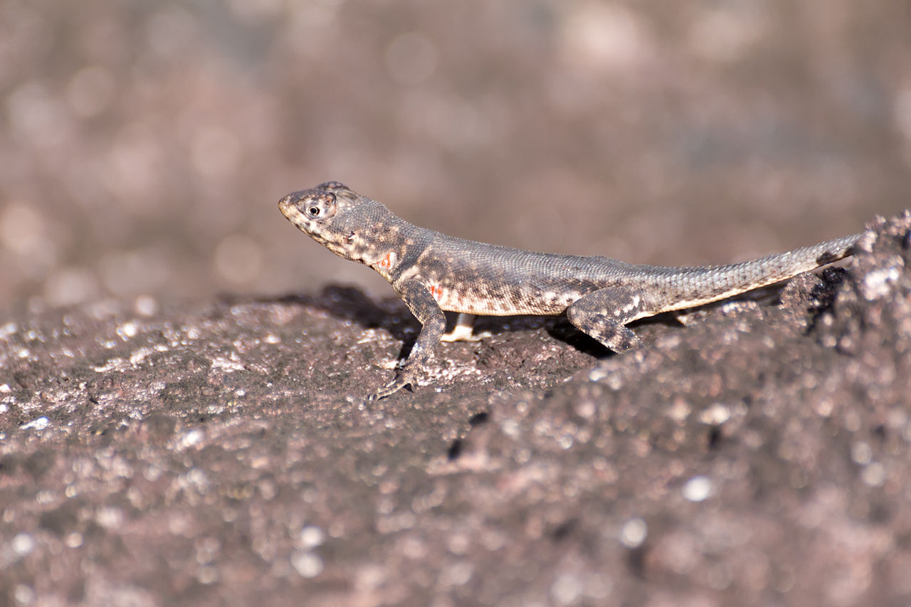 Tropidurus hispidus