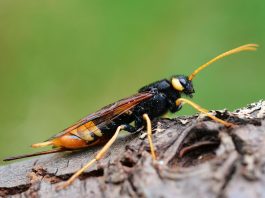 Viespi cu corn sau de pădure – Insecte care nu înțeapă