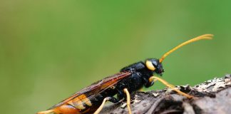 Viespi cu corn sau de pădure – Insecte care nu înțeapă