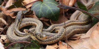 Șarpele-jartieră comun (Thamnophis sirtalis) din America de Nord