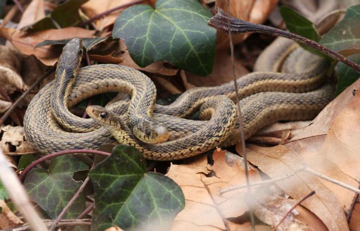 Șarpele-jartieră comun (Thamnophis sirtalis) din America de Nord Șarpele-jartieră comun (Thamnophis sirtalis) din America de Nord