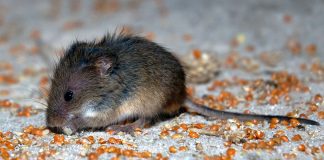 Șoarecele pitic (Micromys minutus), singurul rozător din Europa și Asia cu coadă prehensilă