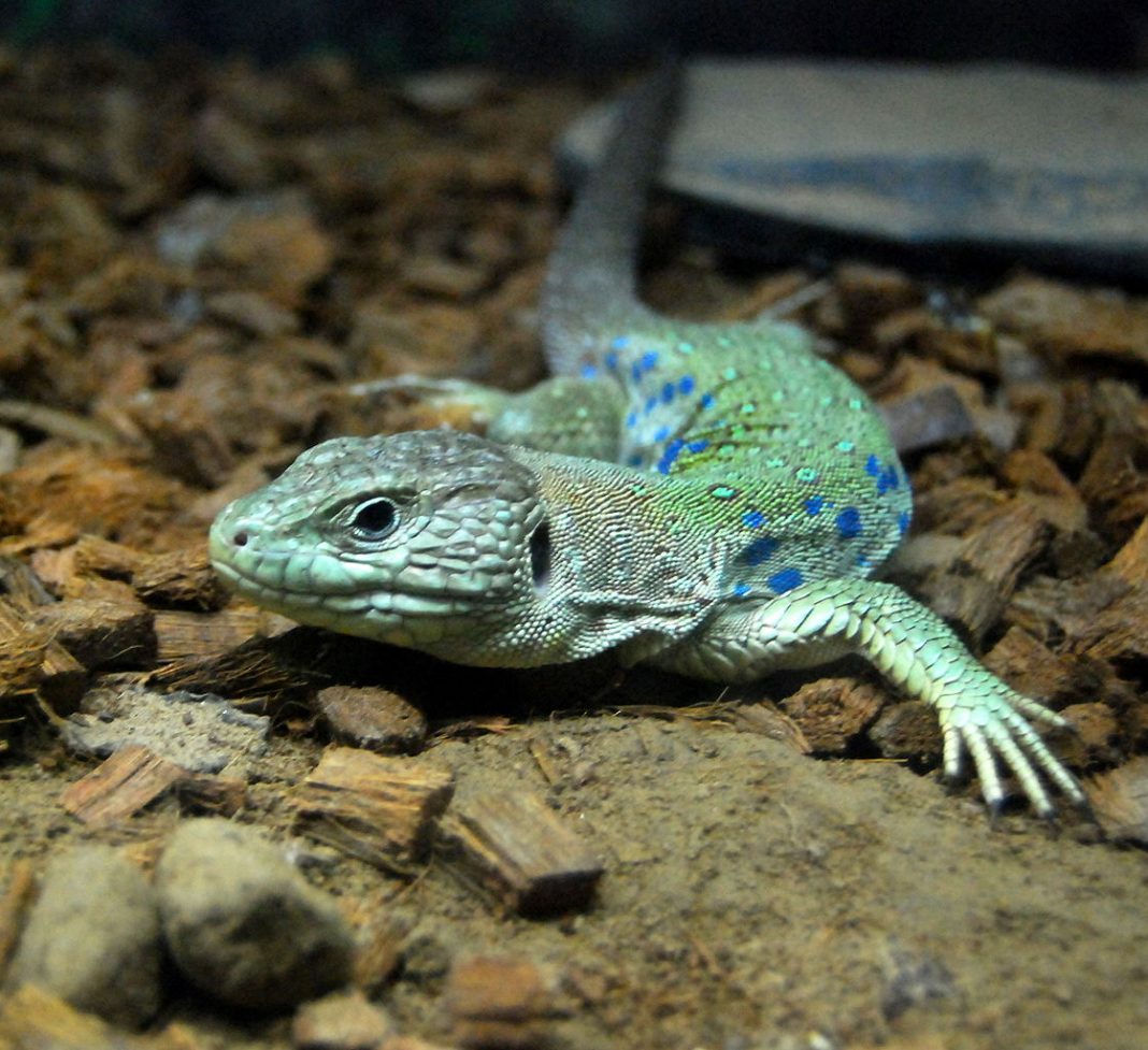Șopârla cu ochi (Lacerta lepida) sau numită șopârla cu pietre prețioase