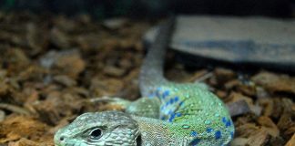 Șopârla cu ochi (Lacerta lepida) sau numită șopârla cu pietre prețioase