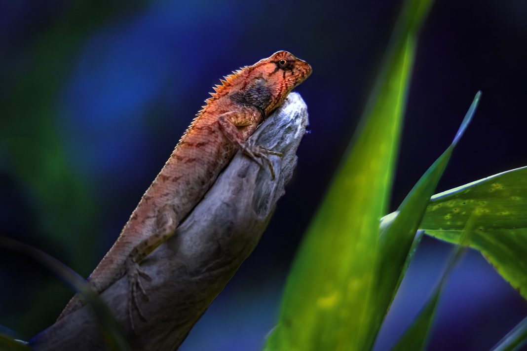 Șopârla de grădina (Calotes versicolor), o specie comună