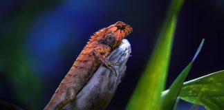 Șopârla de grădina (Calotes versicolor), o specie comună