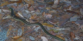 Șopârla de sticlă răsăriteană (Ophisaurus ventralis) ce seamănă cu un șarpe