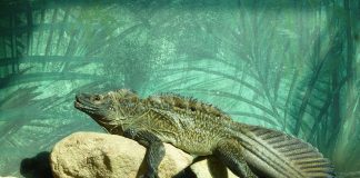 Șopârlă cu vela (Hydrosaurus pustulatus), un înotător excelent