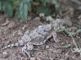 Șopârla de deșert cu coarne (Phrynosoma platyrhinos) se hrănește cu furnici