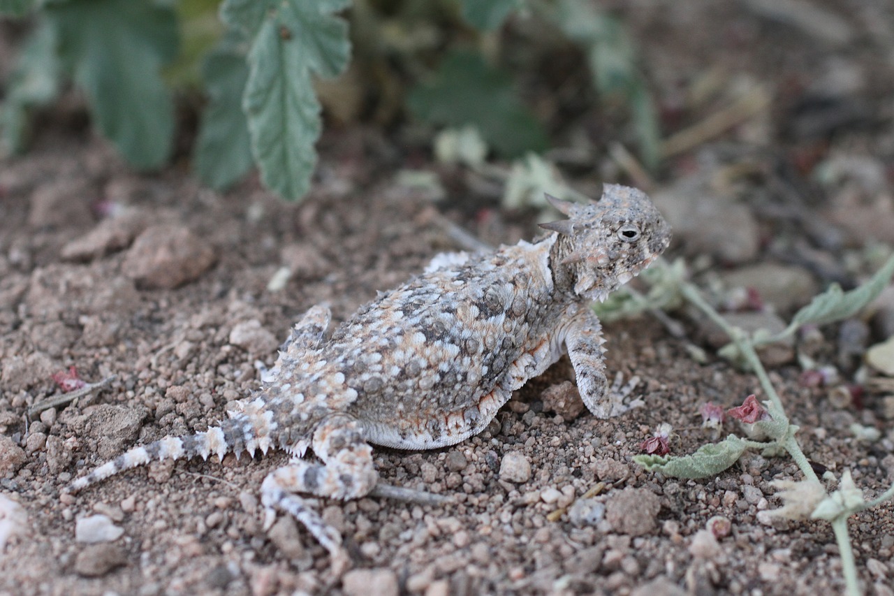 Șopârla de deșert cu coarne (Phrynosoma platyrhinos) se hrănește cu furnici