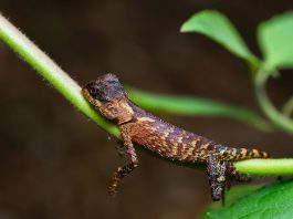 Șoparla de munte cu corn (Acanthosaura crucigera), cea mai mică specie de acest gen