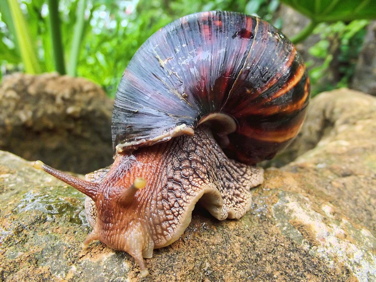 Achatina Achatina