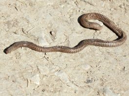 Amfisbena europeană (Blanus cinereus), vezi video