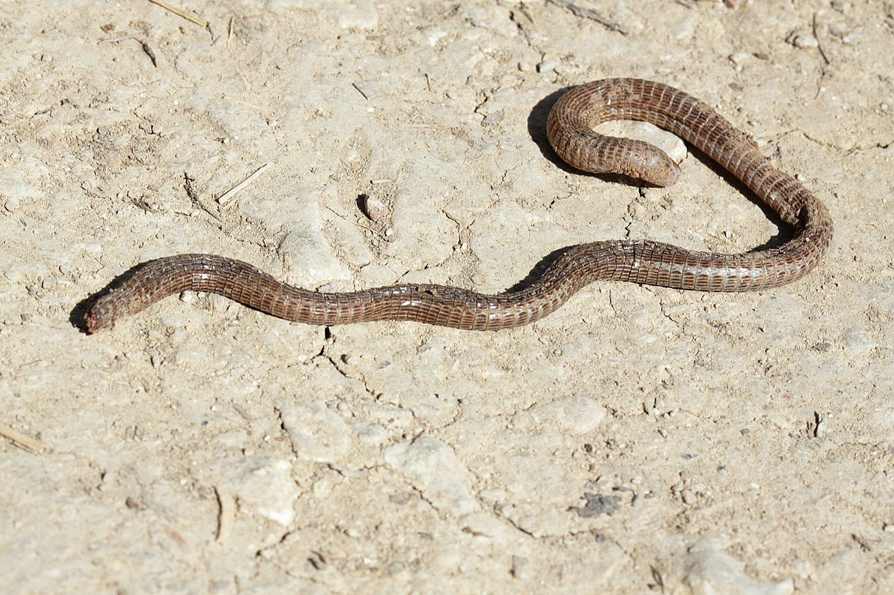 Amfisbena europeană (Blanus cinereus), vezi video