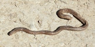 Amfisbena europeană (Blanus cinereus), vezi video