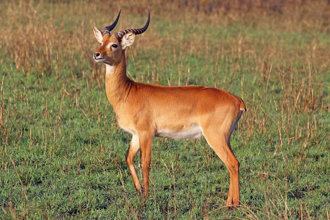 Antilopa de mlaștină (Kobus kob) în caz de pericol se refugiază în apă Antilopa de mlaștină (Kobus kob) în caz de pericol se refugiază în apă