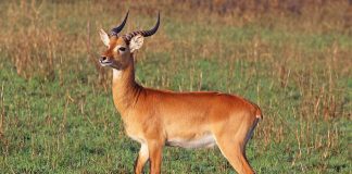 Antilopa de mlaștină (Kobus kob) în caz de pericol se refugiază în apă