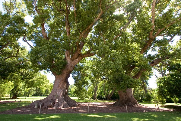 Arborele de camfor, Foto: cartinafinland.fi