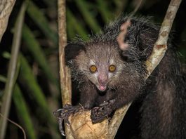 Aye-aye (Daubentonia madagascariensis), primata-ciocănitoare din Madagascar