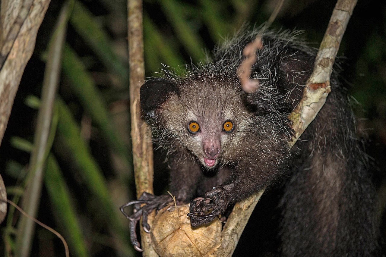 Aye-aye (Daubentonia madagascariensis), primata-ciocănitoare din Madagascar