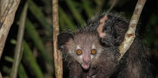 Aye-aye (Daubentonia madagascariensis), primata-ciocănitoare din Madagascar