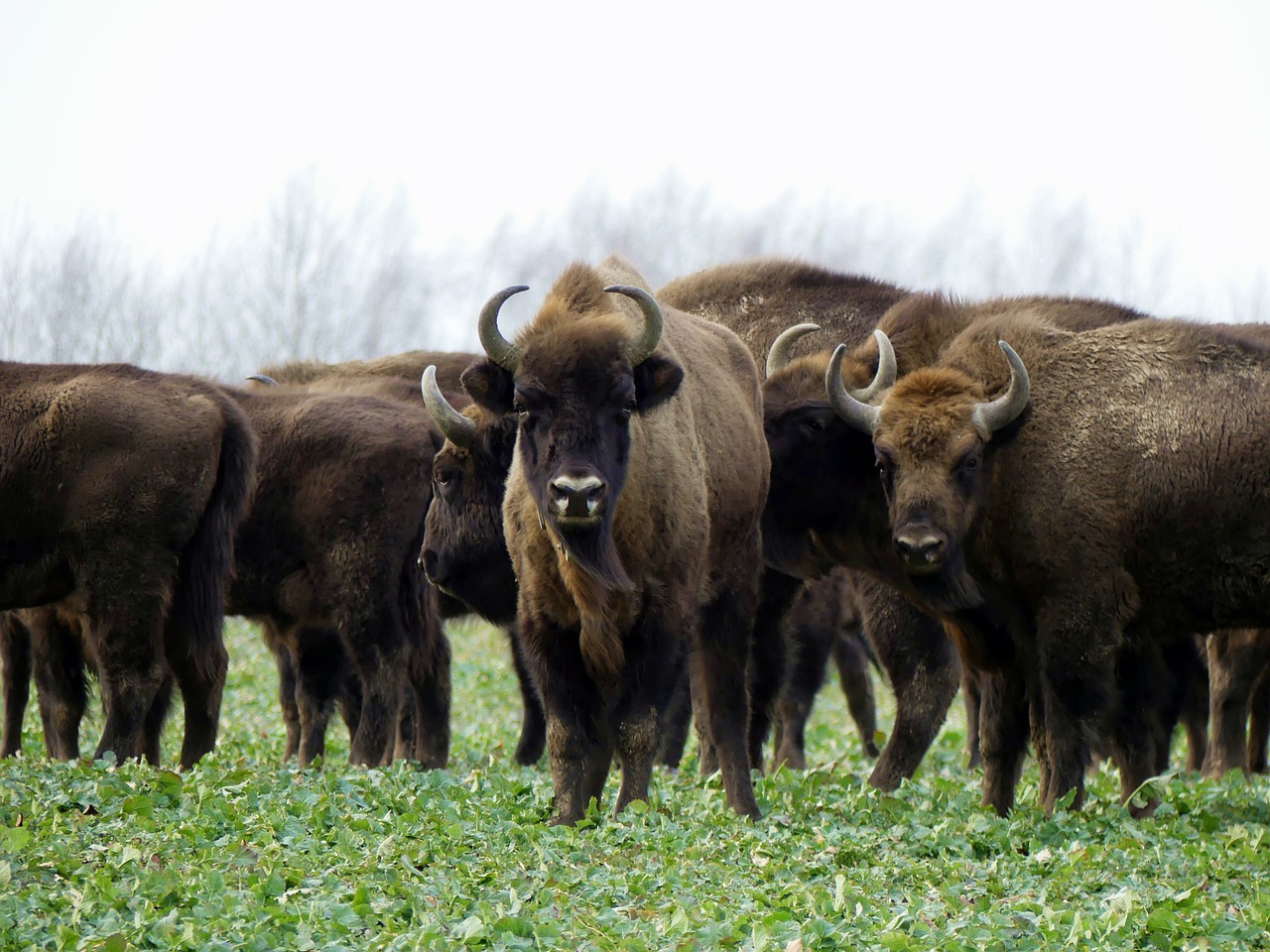 Bison bonasus