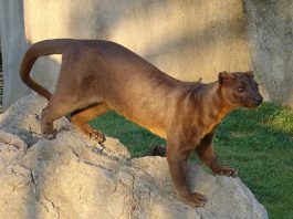 Cel mai mare animal carnivor din Madagascar – Fossa (Cryptoprocta ferox)