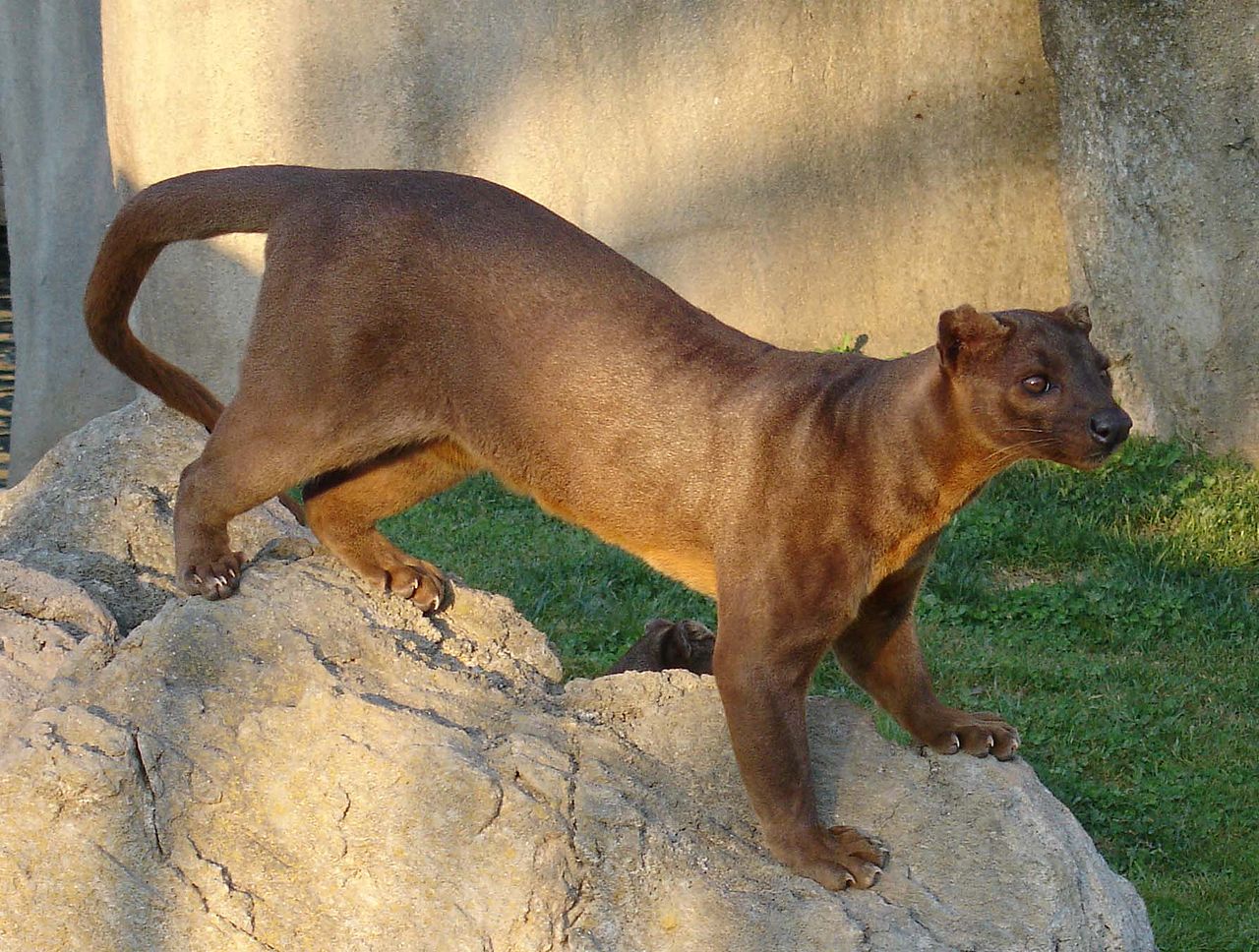 Cel mai mare animal carnivor din Madagascar – Fossa (Cryptoprocta ferox)