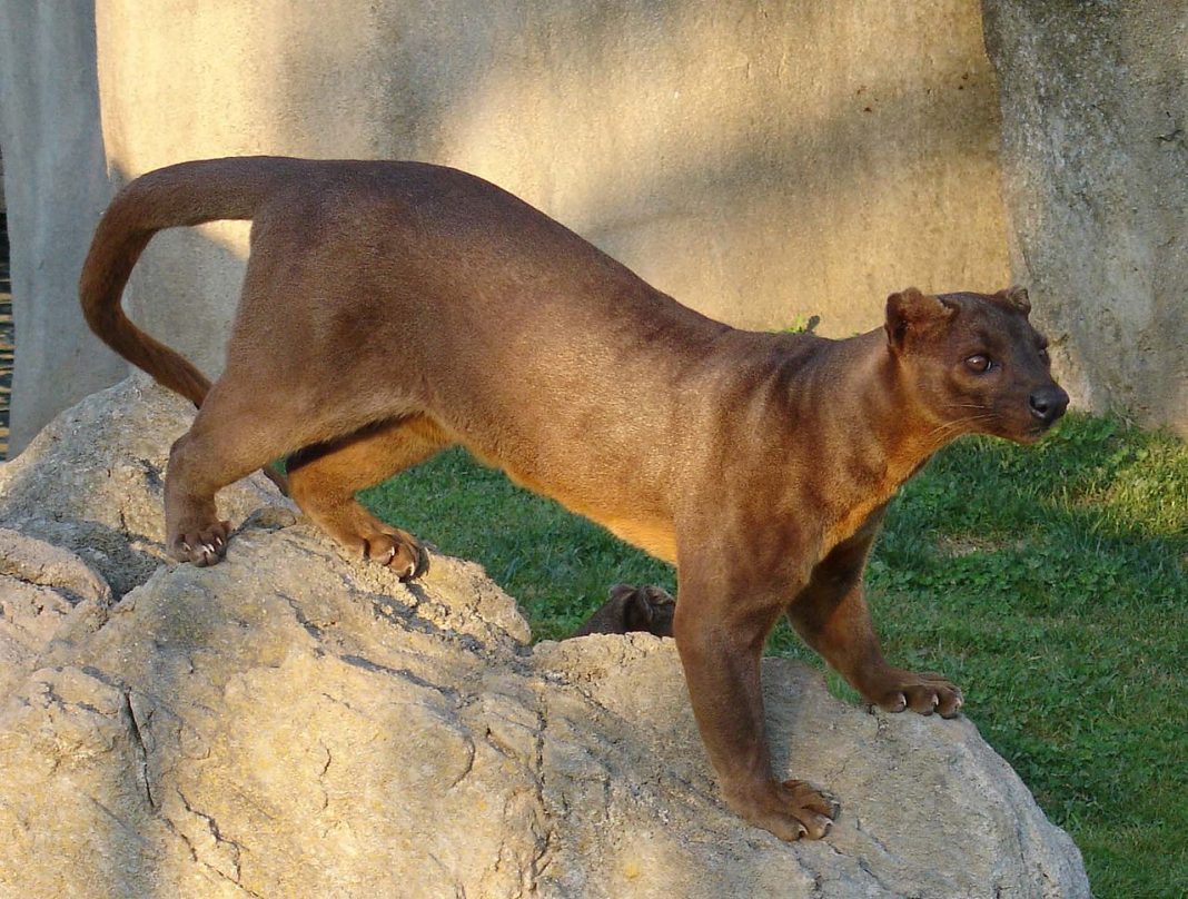 Cel mai mare animal carnivor din Madagascar – Fossa (Cryptoprocta ferox) Cel mai mare animal carnivor din Madagascar – Fossa (Cryptoprocta ferox)