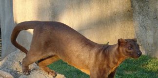Cel mai mare animal carnivor din Madagascar – Fossa (Cryptoprocta ferox)