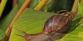 Ciudățenii ale naturii, cei mai mari melci din lume