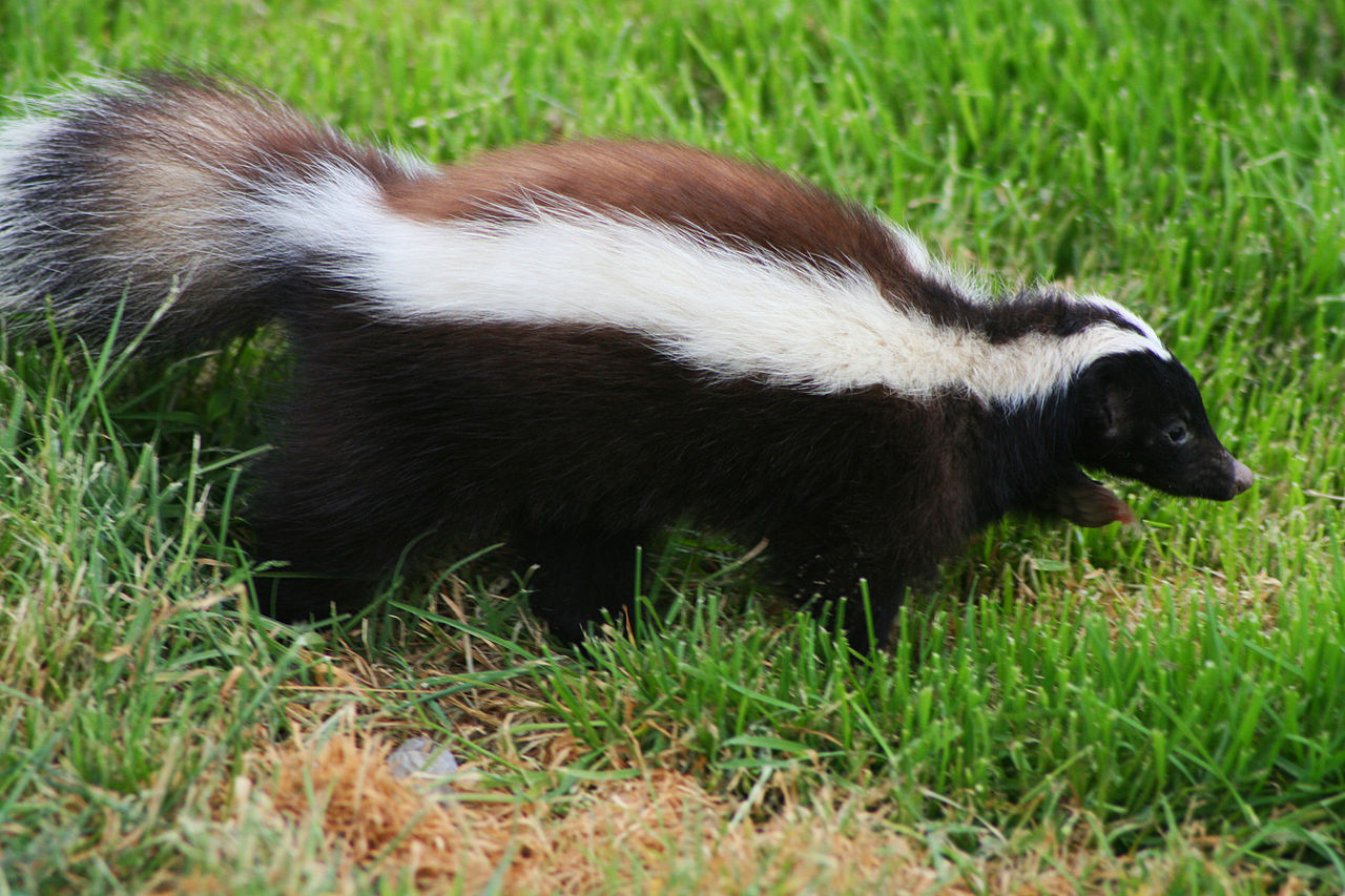 Conepatus humboldti