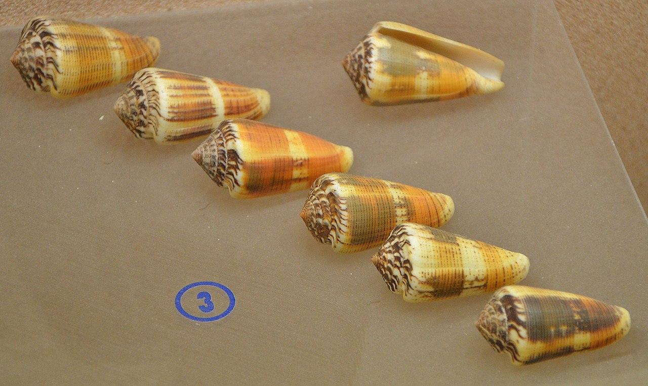 Conus Magus